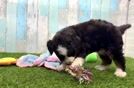 Mini Bernedoodle Puppy for Adoption