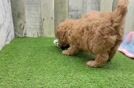 Small Mini Goldendoodle Baby