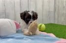 Fluffy Havapoo Poodle Mix Pup