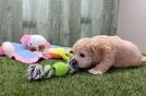 Meet Zain - our Cavapoo Puppy Video