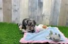 Meet Lupita - our Dachshund Puppy Video  - Puppy Love PR Cute Dachshund Baby