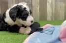 Best Mini Bernedoodle Baby