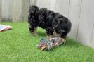 Meet Almond - our Yorkie Poo Puppy Video