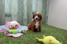 Cavapoo Puppy for Adoption