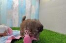 Shih Poo Pup Being Cute