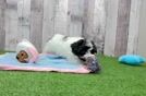 Maltipoo Puppy for Adoption