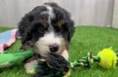 Smart Mini Bernedoodle Poodle Mix Pup