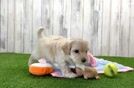 Sweet Maltipoo Baby
