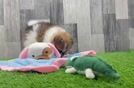 Meet Bento - our Pomeranian Puppy Video