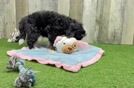 Mini Bernedoodle Pup Being Cute