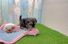 Petite Yorkie Poo Poodle Mix Pup