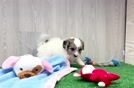 Shih Poo Pup Being Cute