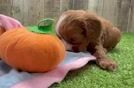 Cavapoo Puppy for Adoption