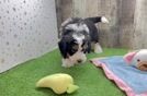 Friendly Mini Bernedoodle Baby