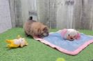 Pomeranian Pup Being Cute