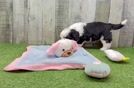 Aussiechon Pup Being Cute