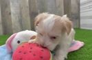 Havanese Puppy for Adoption