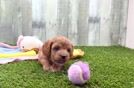 Best Cavapoo Baby