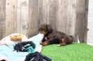 Hypoallergenic Aussiepoo Poodle Mix Puppy