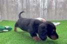 Cute Dachshund Purebred Pup