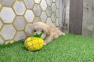 Hypoallergenic Maltidoodle Poodle Mix Puppy