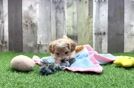 Meet Smitty - our Maltipoo Puppy Video