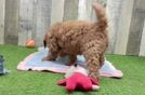 Adorable Golden Retriever Poodle Mix Poodle Mix Puppy