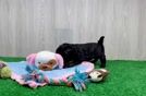 Yorkie Poo Puppy for Adoption