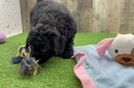 Mini Goldendoodle Pup Being Cute