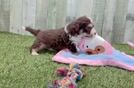 Playful Aussie Bichon Designer Puppy