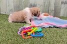 Meet Garrett - our Teddy Bear Puppy Video