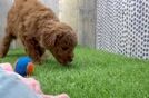 Friendly Mini Goldendoodle Baby