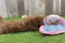 Meet Gemma - our Cavapoo Puppy Video