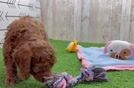 Cavapoo Pup Being Cute