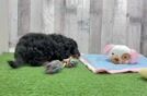 Meet Walker - our Cavapoo Puppy Video