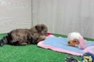 Shih Poo Puppy for Adoption