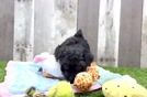Yorkie Poo Pup Being Cute
