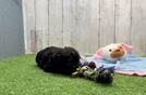 Best Cavapoo Baby