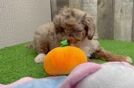 Mini Aussiedoodle Puppy for Adoption