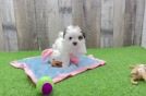 Maltipoo Puppy for Adoption