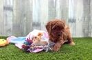 Cavapoo Pup Being Cute