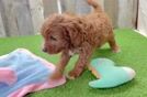 Cavapoo Pup Being Cute