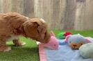 Mini Goldendoodle Pup Being Cute