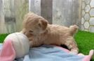 Playful Maltepoo Poodle Mix Puppy