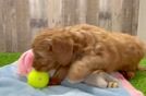 Cavapoo Pup Being Cute