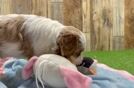 Smart Cavapoo Poodle Mix Pup