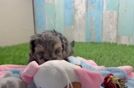 Yorkie Poo Pup Being Cute