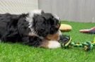 Mini Bernedoodle Puppy for Adoption