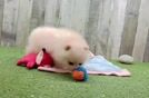 Cute Pomeranian Baby
