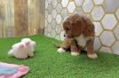 Cavapoo Puppy for Adoption